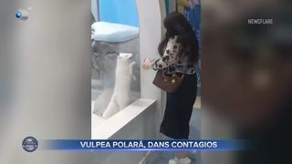 VIDEO- Vulpea polară, dans contagios la o grădină zoologică din China. Iată imaginile dimineții!