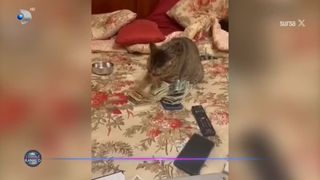 VIDEO- Pisicile știu să numere bani! Imaginile senzațioanle ale zilei