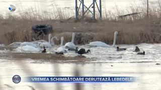 VIDEO- Vremea schimbătoare derutează lebedele. La Buzău, de exemplu, zeci de păsări migratoare pot fi văzute &icirc;n această perioadă la plimbare pe lacuri