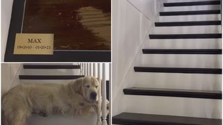 Gestul impresionant făcut de o femeie la un an de la moartea cățelului. A renovat casa, mai puțin un loc: "Aici vei fi tu, permanent!"