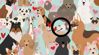 Ai un IQ peste medie dacă găsești pisica dintre căței &icirc;n maxim 20 de secunde