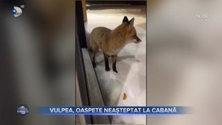 VIDEO - Vizită neobișnuită pentru turiștii unei cabane din Bistrița-Năsăud! Au fost &icirc;nt&acirc;mpinați de un &bdquo;vizitator&rdquo; surpriză