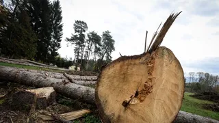 Copil de 4 ani, strivit în pădure de un copac tăiat de tatăl său. Tragedie în județul Prahova