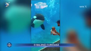 VIDEO- O balenă ucigașă a inspectat un nou-născut la un acvariu din SUA. Imaginile senzaționale ale zilei