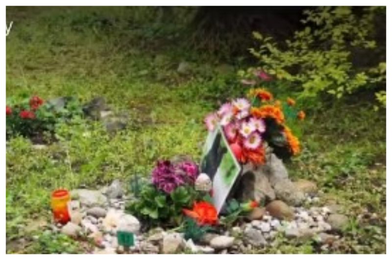 Cimitir animale Cluj