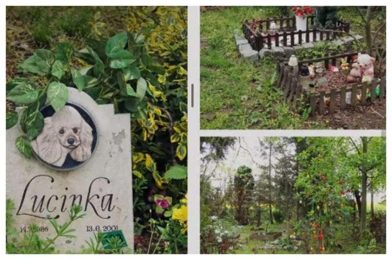 Cimitir animale Cluj 