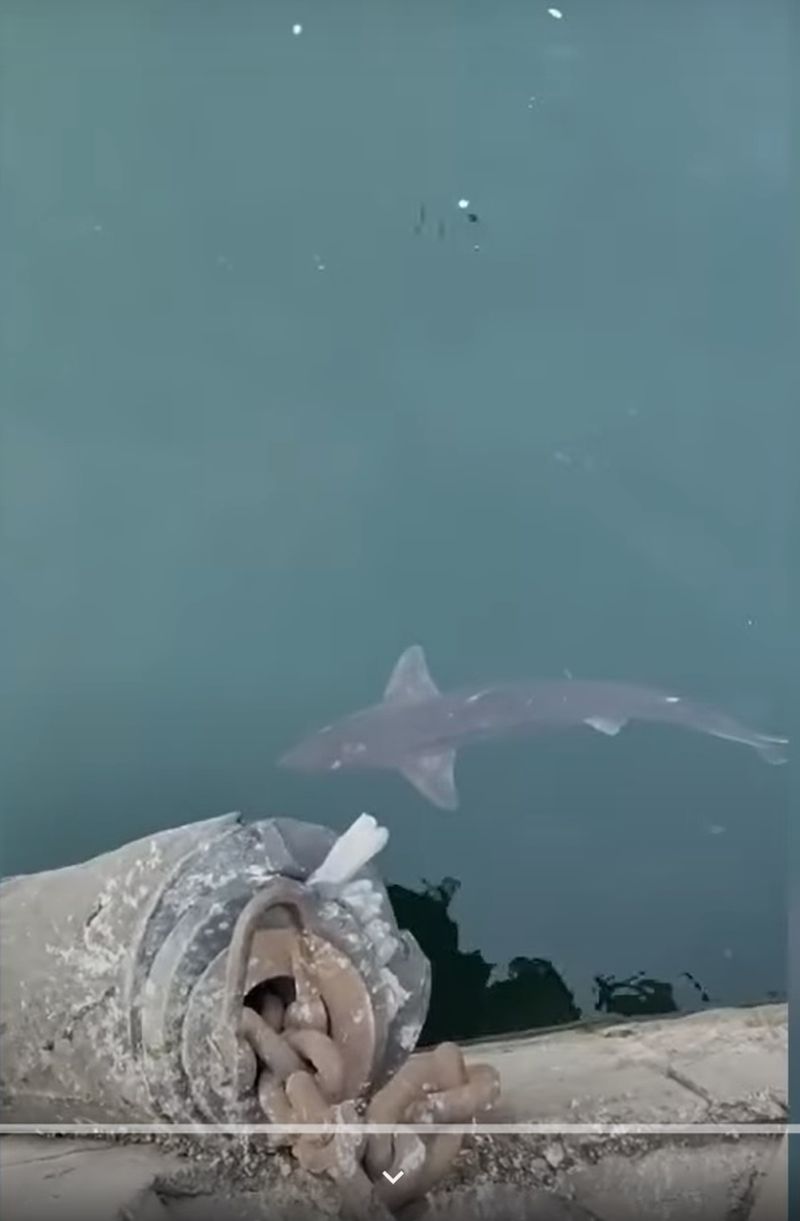 Cum a ajuns rechinul în Portul Constanța