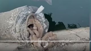 Cum a ajuns rechinul în Portul Constanța