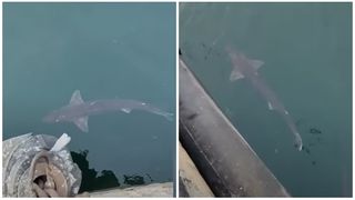 Rechin filmat în portul Constanța