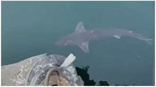 VIDEO. Un rechin filmat în portul Constanța. „Sunt buni și sănătoși pentru Marea Neagră”