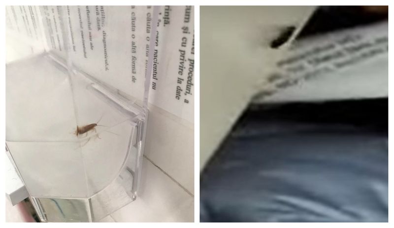 Gândaci spital Botoșani