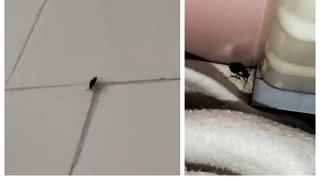 Gândaci spital Botoșani