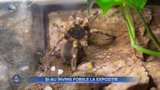 VIDEO - Animale de companie... mai deosebite. Vizitatorii au putut să admire prietenii necuv&acirc;ntori &icirc;ntr-o expoziție deschisă la Iași