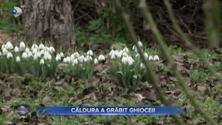 VIDEO- Căldura a grăbit ghioceii. La Oradea este primăvară în toată regula
