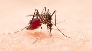 tantar care transmite boala malaria prin muscatura