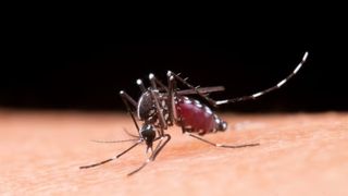 tantar care transmite malaria prin muscatura