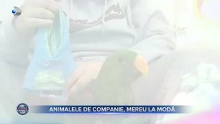 VIDEO - Animale de companie cu vestimentații aparte. Cum sunt îmbrăcați micii prieteni necuvântători?