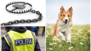 Un bărbat a fost reținut după ce ar fi ucis inteționat câinele vecinului. Ce pedeapsă riscă bărbatul de 77 de ani?