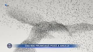 VIDEO - A fost aleasă cea mai frumoasă poză a anului! Fotografia prezintă un moment emoționant