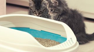 Litierele pentru pisici: cum să &icirc;ți &icirc;nveți prietenul blănos să le folosească?