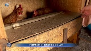 VIDEO - Cartier de lux de lângă Capitală, plin cu găini, porci și capre. Gospodarii nu se mai aprovizionează de la magazin