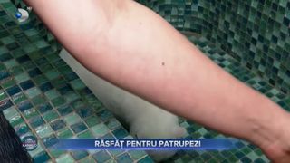 VIDEO- Răsfăț pentru patrupezi. Cum arată o zi la spa pentru pisici?
