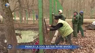 VIDEO- Panică la zoo, în Galați. Doi bivoli s-au luat la bătaie, au rupt țarcul și au evadat
