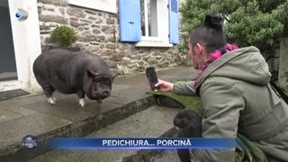 VIDEO- Pedichiura porcilor este o afacere în toată regula. Antreprenor: "Este un succes și totodată o plăcere"