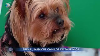 VIDEO - Frigul, inamicul câinilor de talie mică. Cum protejăm animăluțele în sezonul rece?