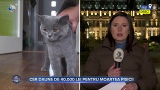 VIDEO - O familie din județul Iași a dat &icirc;n judecată primăria pe care o consideră responsabilă pentru moartea pisicii lor. Suma uriașă cerută de familie