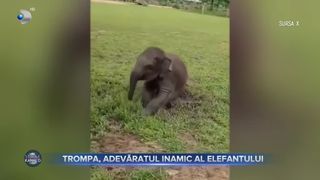 VIDEO- Trompa este adevăratul inamic al elefantului. Iată!