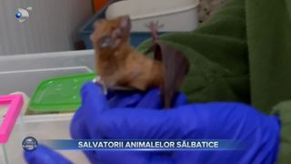 VIDEO- Toate animalele pot fi salvate. Faceți cunoștință cu cei care tratează lilieci, arici, berze și o mulțime de alte necuv&acirc;ntătoare sălbatice