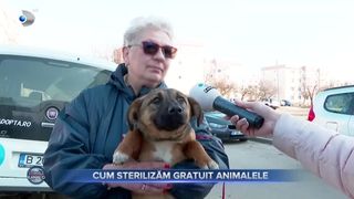 VIDEO- Cum sterilizăm gratuit animalele? Este soluția potrivită pentru a stopa numărul necuvântătoarelor de pe stradă