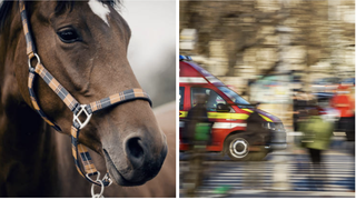 Copil în vârstă de 14 ani, din Vaslui, transportat de urgență la spital, după ce a fost lovit de un cal. În ce stare se află băiatul