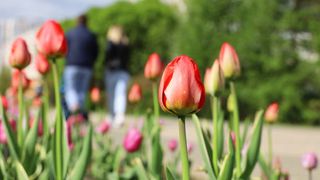 Temperaturi ridicate &icirc;n Rom&acirc;nia la &icirc;nceputul primăverii. Cum va fi vremea &icirc;n perioada 26 februarie-25 martie?