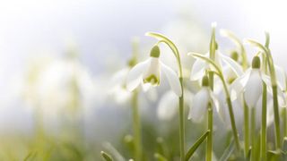 Temperaturi ridicate în România la începutul primăverii. Cum va fi vremea în perioada 26 februarie-25 martie?