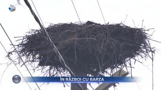 VIDEO- Un bărbat din Maramureș a declarat război unei berze. Ce spun vecinii superstițioși?
