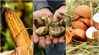 Rom&acirc;nii &icirc;l aruncă la gunoi, dar &icirc;n străinătate se vinde la prețuri greu de imaginat! Produsul banal care devine un lux