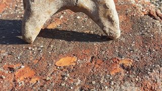 Jucărie veche de 800 de ani, descoperită de arheologi în Polonia.