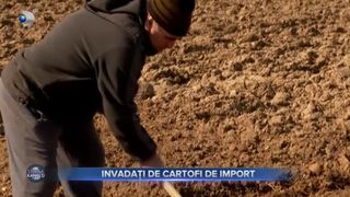 VIDEO- Importuri masive de cartofi, efect nedorit pentru ogoarele Rom&acirc;niei. Agricultorii cultivă tot mai puțini