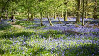 ANM: prima lună de primăvară va fi mai caldă decât în mod obișnuit.