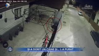 VIDEO- Câine furat din curtea vecinilor de un adolescent din Buzău. Scena a fost surprinsă de camerele de supraveghere
