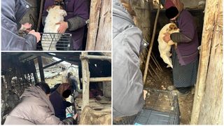 Animale salvate din condiții inumane. Cele 16 suflete erau ținute captive