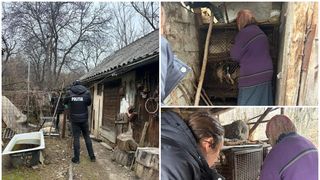 animale salvate din condiții inumane