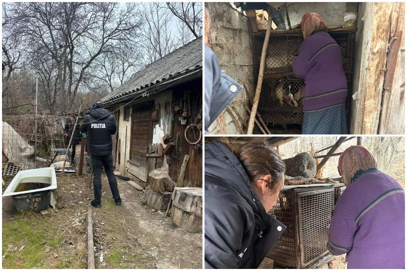 animale salvate din condiții inumane