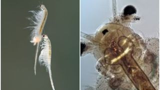 Animal trăiește 10.000 de ani