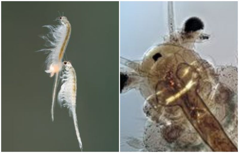 Animal trăiește 10.000 de ani