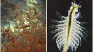 Animalul care trăiește 10.000 de ani