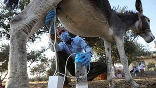 Care sunt beneficiile laptelui de măgăriță