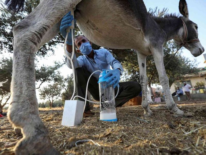 Care sunt beneficiile laptelui de măgăriță